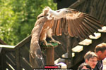 Mittelalterfest - www.mittelalterfeste.com - c Johannes